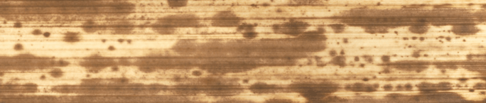 mt Wrap - Bamboo Skin - 60mm Washi Gift Wrap
